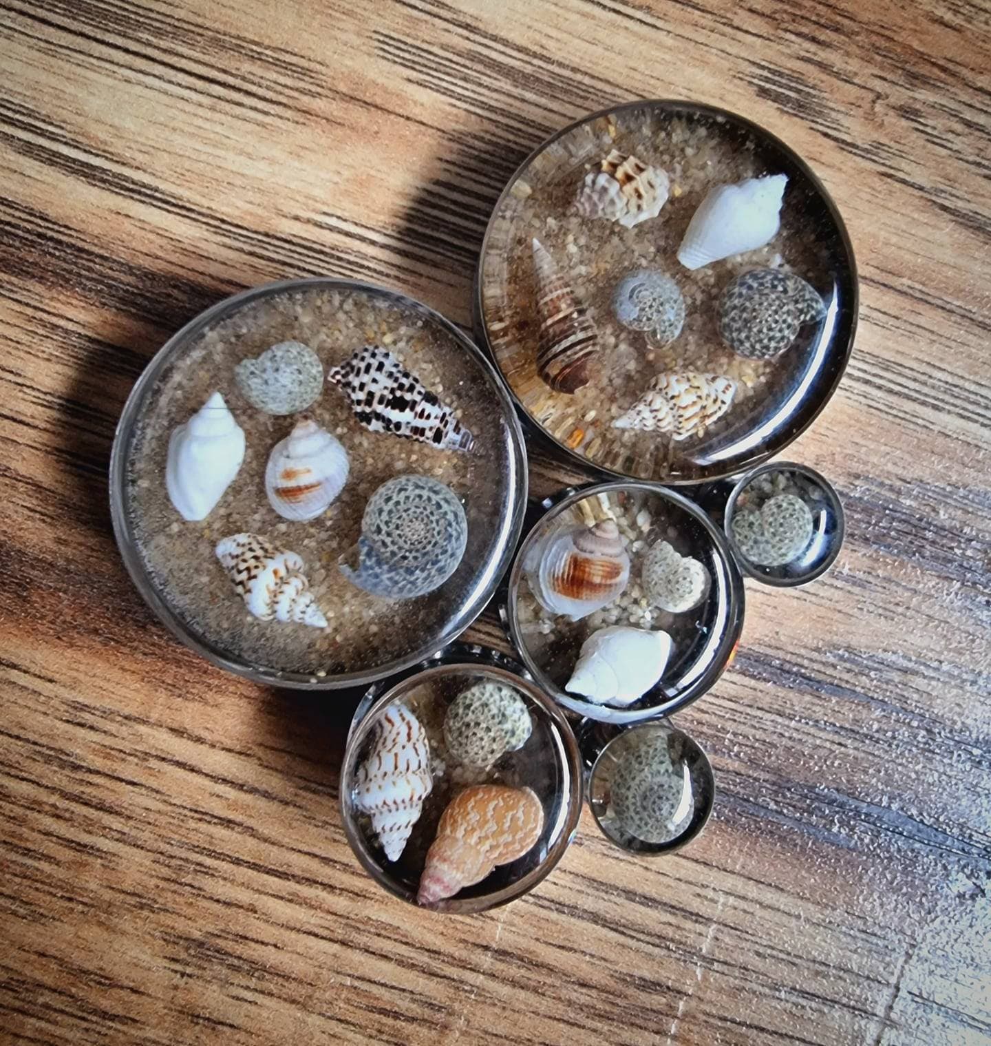 Seashell plugs with sand plugs. FOR PAIR. Real natural seashells in a resin plug