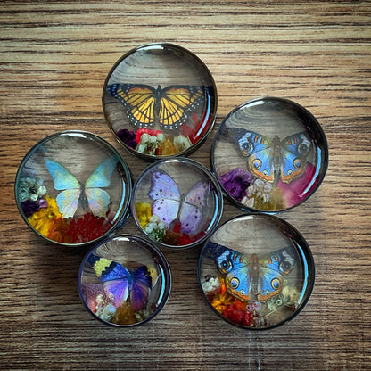 Set of six round butterfly-themed plug earrings on a wooden surface