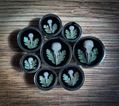 The photo shows our bird skull plugs showing on a wood style background, each plug has a black background with a handpainted bird skull set in the middle with small ferns set around the skull in the shape of a V.
